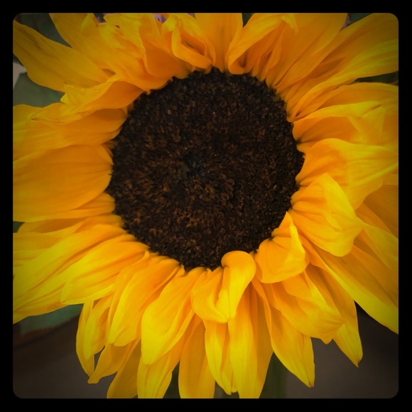 Meet the Posher Other - Meet your Posher, Stevi